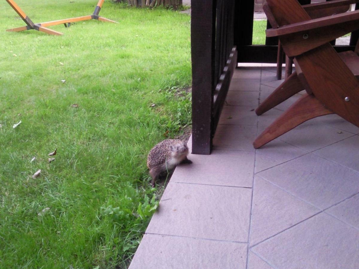 Pokoje Goscinne Ewa Nowicka Frombork Exteriör bild
